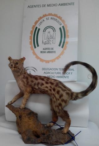 Decomisan una gineta disecada en Antequera