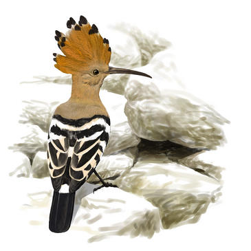 El calentamiento global deja en deuda climática a las aves y mariposas europeas