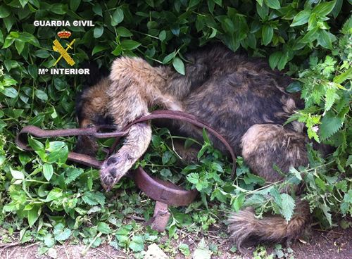 Cantabria. Imputan a un hombre por colocar un cepo de caza que atrapó a un perro