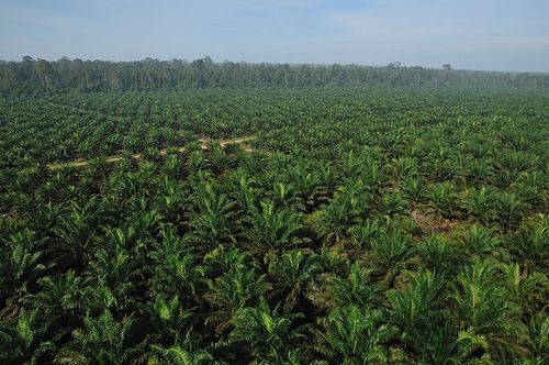 La UE compra a ‘mansalva’ productos que propician la deforestación tropical