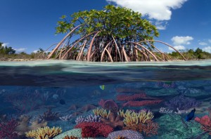 La subida de nivel del mar y las pequeñas islas caribeñas