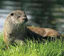 La presencia de la nutria en Euskadi ha crecido en los últimos dos años