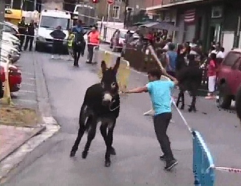 EQUO Euskadi denuncia por maltrato animal  la carrera de burros de Zaramillo