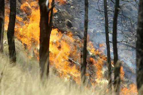 Medio Ambiente realiza un estudio pionero sobre el riesgo de incendios en zonas urbano-forestales de Málaga