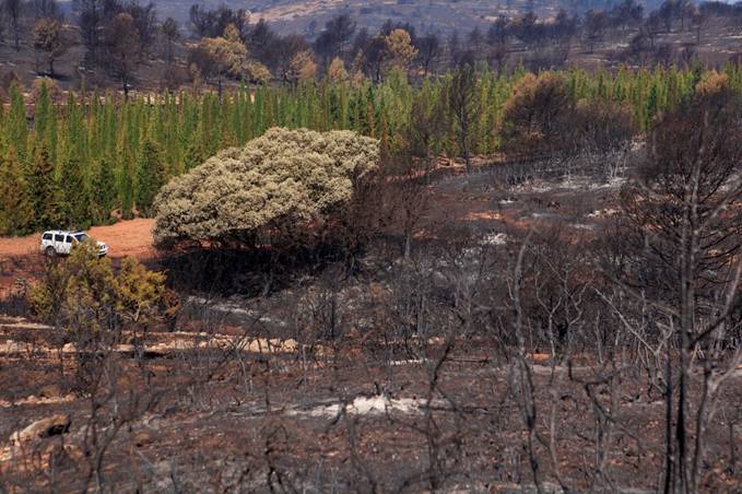 Reforestar la Sierra Calderona y sensibilizar para prevenir incendios forestales en Valencia