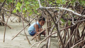Conservación del manglar a mesa de discusiones
