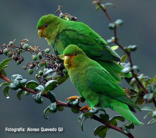Nuevo registro de especie endémica en el Parque Nacional Natural las Hermosas