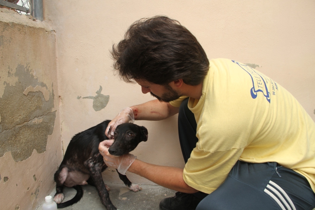 Paterna consolida un proyecto pionero en España para gestionar el Albergue Municipal de Animales