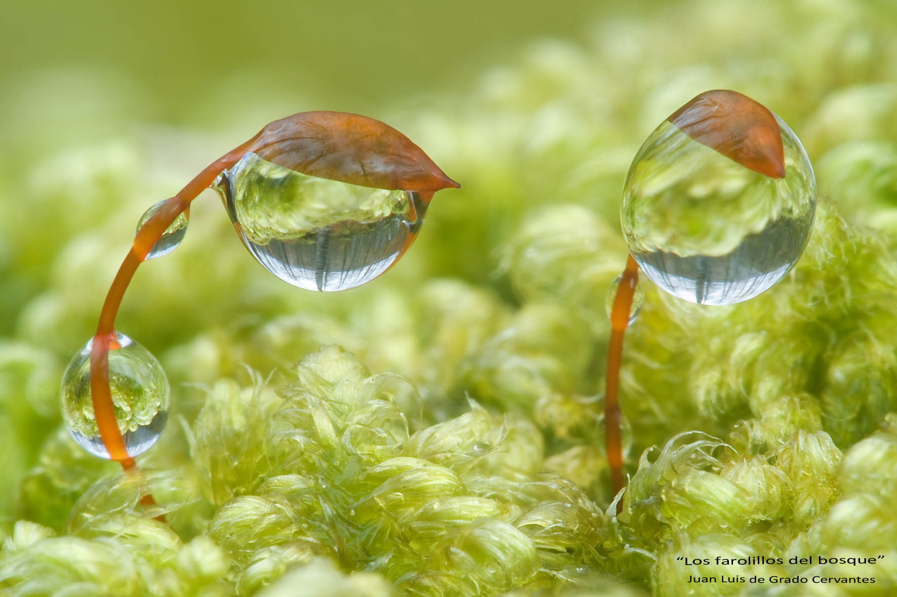 Una exposición fotográfica acerca al público animales