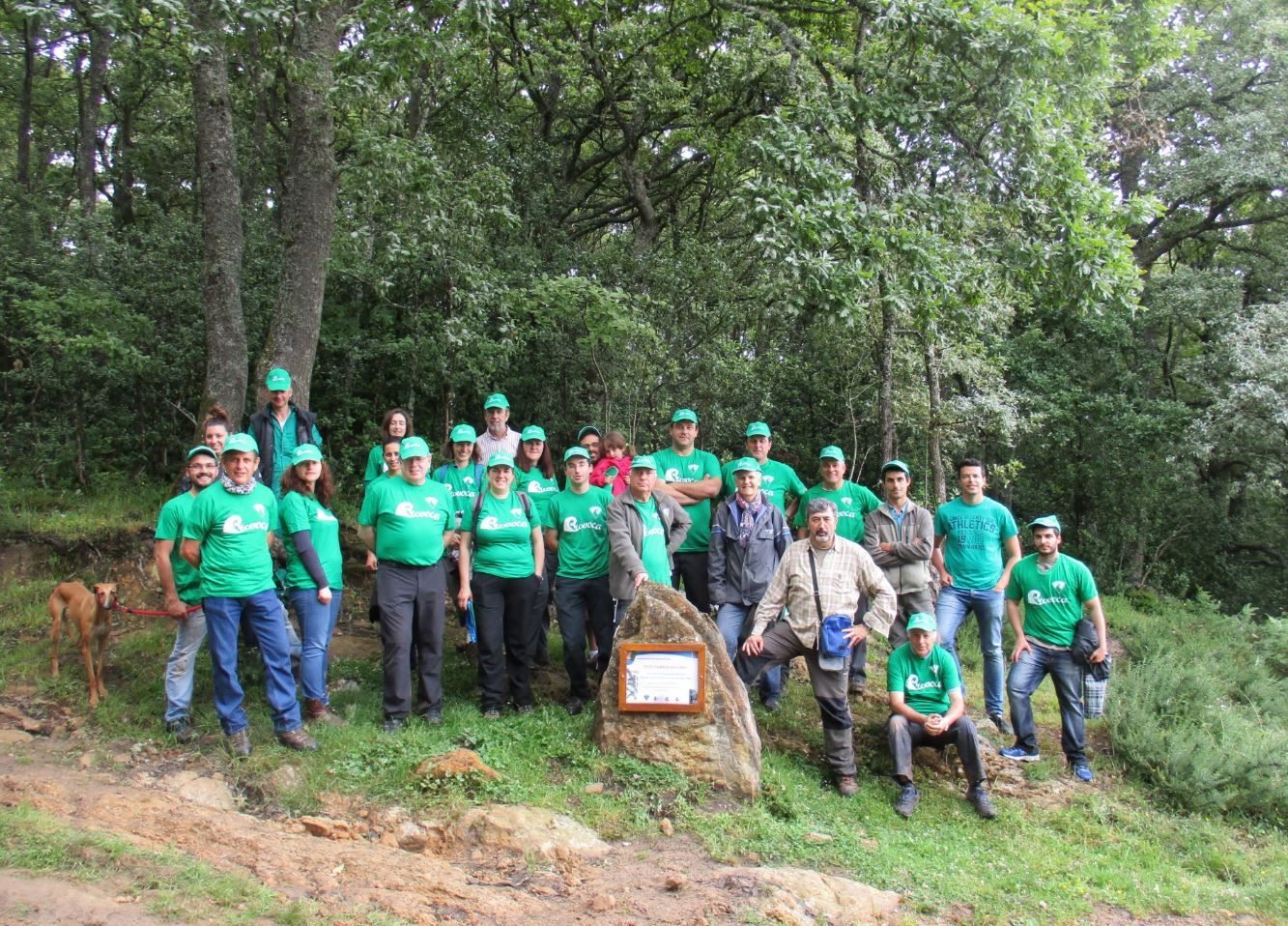 Voluntarios del Provoca plantan y protegen un centenar de nuevos tejos en los Bosques de Campoo de Yuso