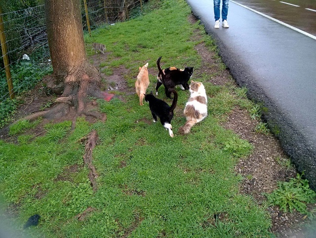 No podemos dejar morir de hambre a los gatos callejeros del municipio de Abanto-Zierbena