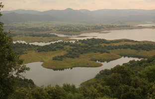 Andalucía llevará a cabo por primera vez en la historia una reintroducción experimental de linces