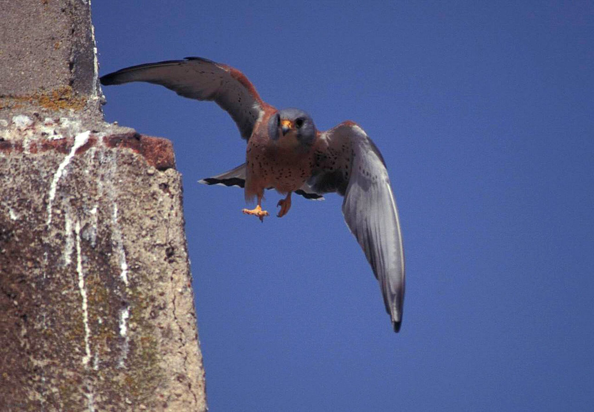 Científicos de la IE Universidad y de León detectan un fallo en un software usado en investigación