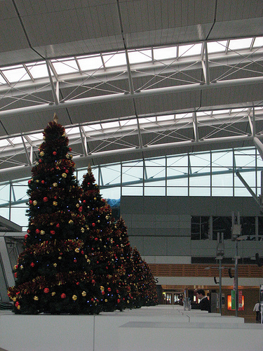 Ecologistas recomiendan sustituir los árboles de navidad no autóctonos por especies adaptadas al clima de España