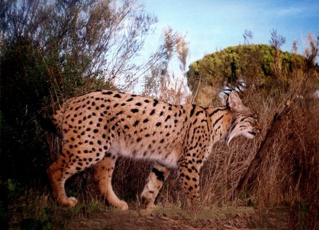 Encuentran restos de un cachorro de lince y otros huesos sin identificar