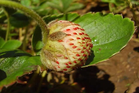 Frutillas Blancas un tesoro olfativo