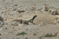 El CTFC y el CSIC trabajan en la divulgación de especies silvestres de Qatar