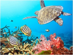 La ciencia y la tecnología marina se unen en este ‘irrepetible’ máster