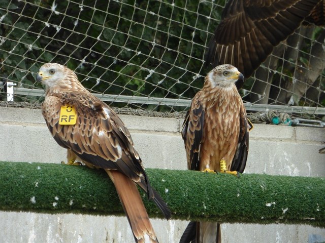 Liberados siete milanos reales criados en cautividad en Aragón