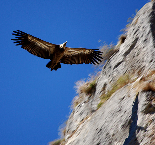 SEO/BirdLife elige al buitre negro como ave del Año 2010