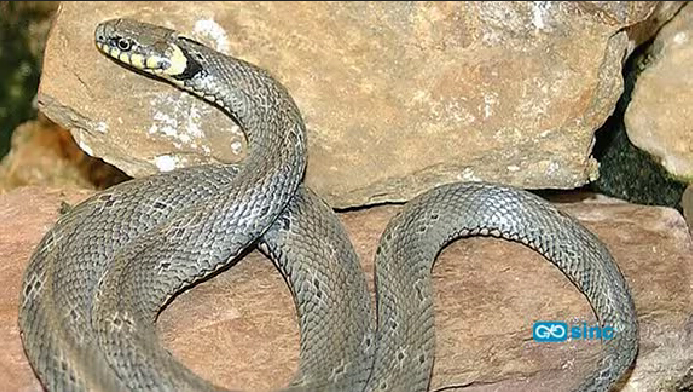 El 95% de los ‘puntos calientes’ de vertebrados ibéricos no están protegidos