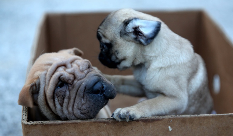 Colombia: Bogotá ya tiene sede para la protección de animales en abandono