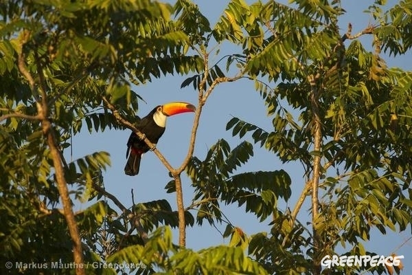 Los árboles grandes y maduros son vitales para el clima