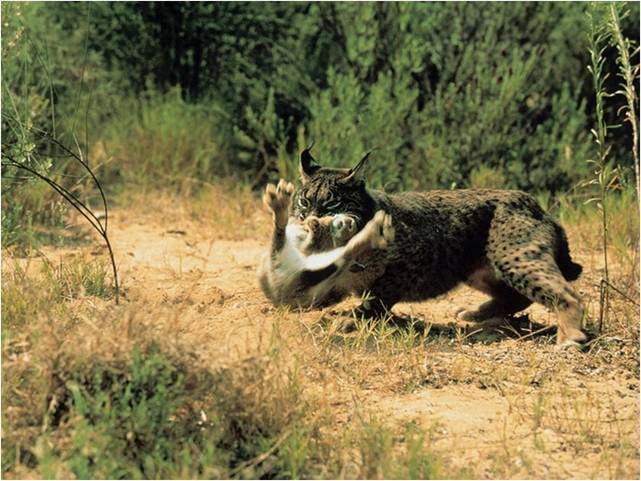 LIFE+Iberlince preocupada por el alcance del virus del conejo