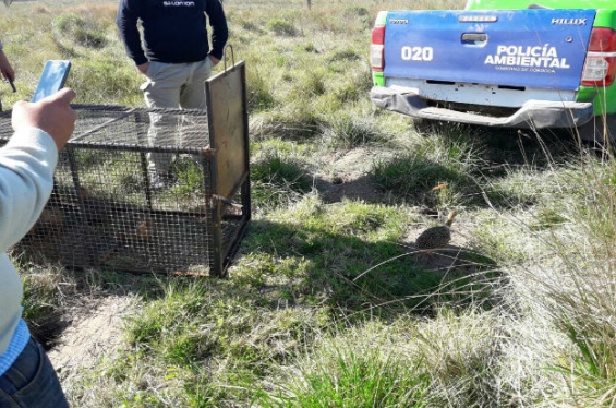 Argentina: Policía Ambiental de Córdoba secuestró fauna silvestre en Serrano