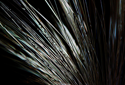 Medio Ambiente da su visto bueno al proyecto de cable submarino de telecomunicaciones que unirá Europa con África y Asia