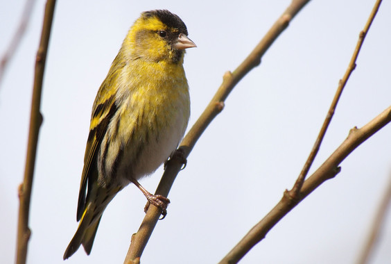 Los lúganos muestran un carácter social entre individuos