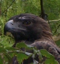 La Comunidad de Madrid celebra el Día Internacional de las Aves con actividades gratuitas en la naturaleza