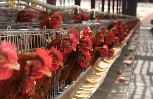 Heinz eliminará gradualmente las jaulas en batería