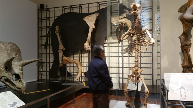 El Museo Nacional de Ciencias Naturales incorpora un oso de las cavernas