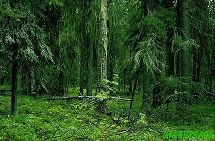 Greenpeace se centra en la protección de 35.000 hectáreas de bosque primario en Laponia