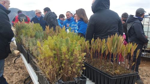 Plantan 800 árboles en Algueña (Alicante)