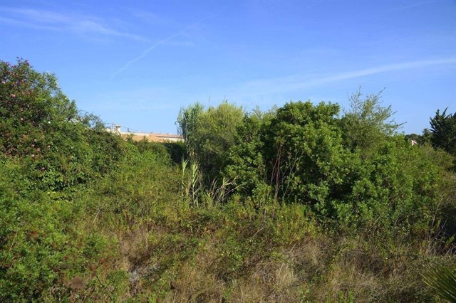 El PP de Pollença alerta del riesgo de inundaciones por el estado de abandono de los torrentes