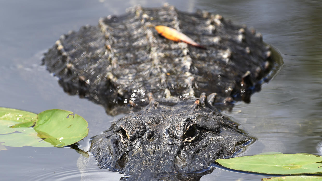 Parque Nacional de los Everglades