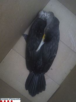 Recuperado un cuervo marino herido en la playa de Salou