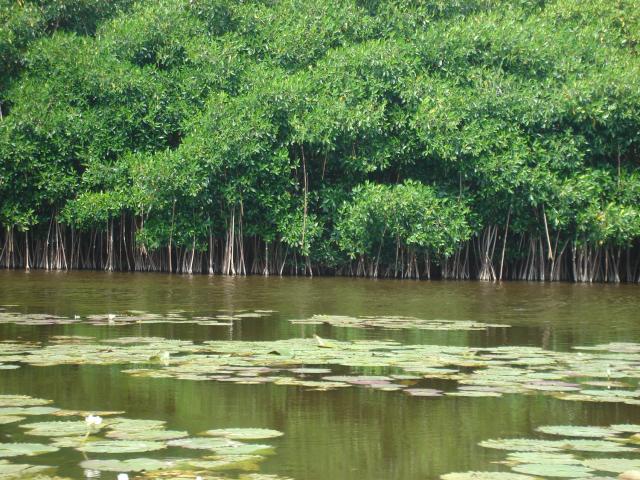 Los manglares son clave en el cambio climático