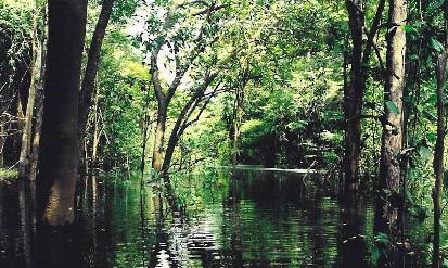 Continúa disminución de deforestación en Amazonía brasileña