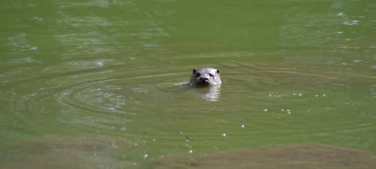 Trasladarán las nutrias del parque de Isabel La Católica de Gijón a su hábitat