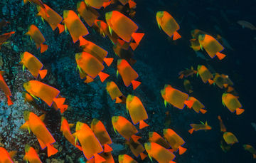 Destacados ambientalistas felicitan a México por impulsar cambio de estatus a islas de Revillagigedo