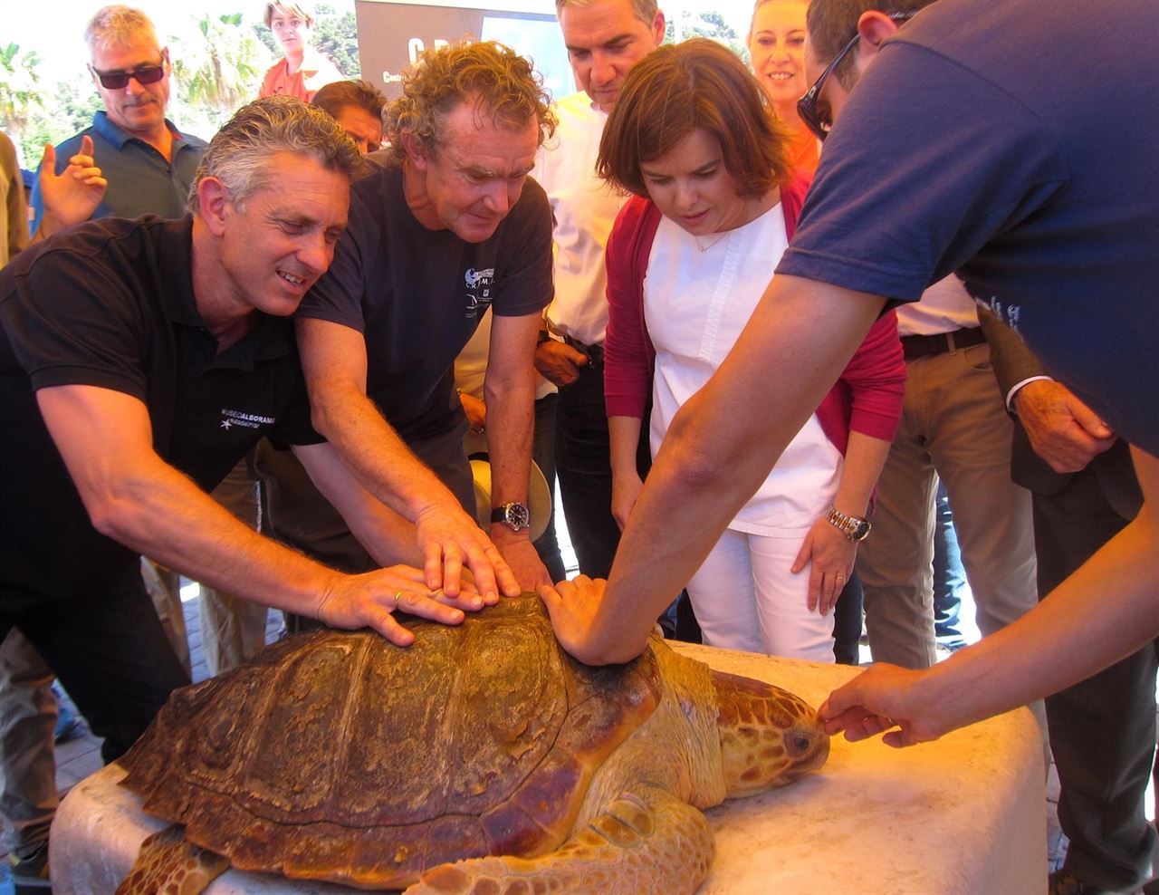 Sáenz de Santamaría asiste a la suelta de una tortuga marina