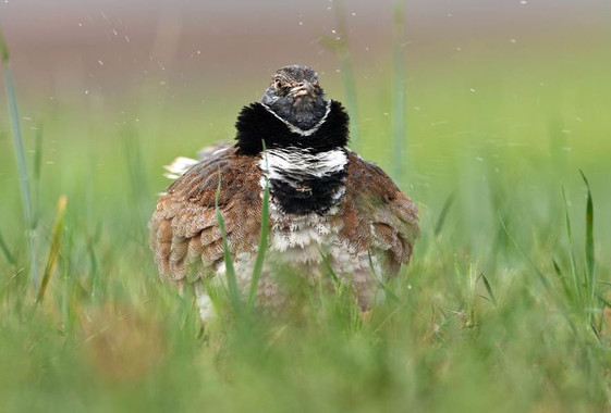 El sisón común pronto será historia en la península ibérica