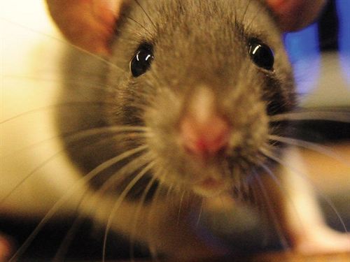 Las ratas tienen doble visión