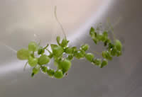 Las plantas medicinales