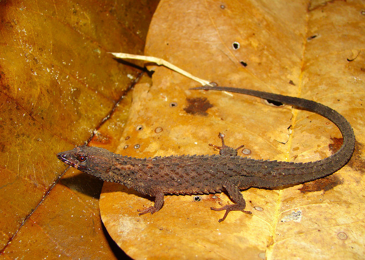 Un ‘novísimo’ lagarto venezolano