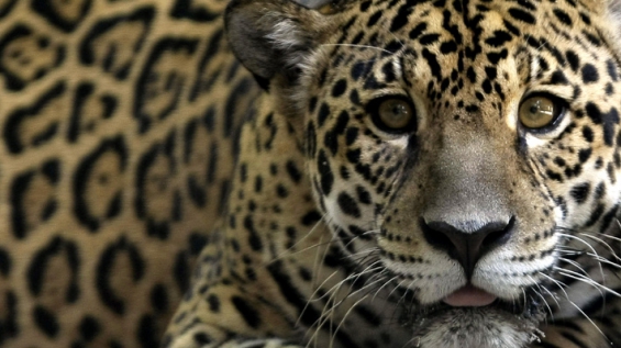 El jaguar a punto de extinguirse