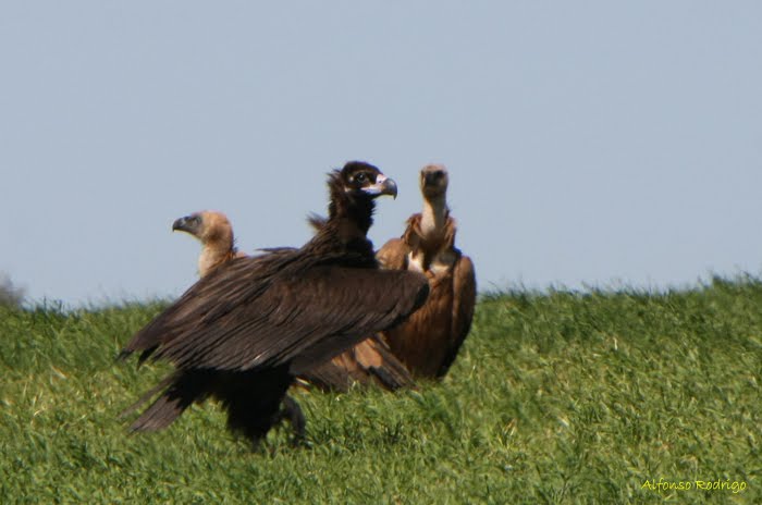 El Gobierno regional emplea la tecnología GPS en el seguimiento de un buitre negro del Valle del Lozoya